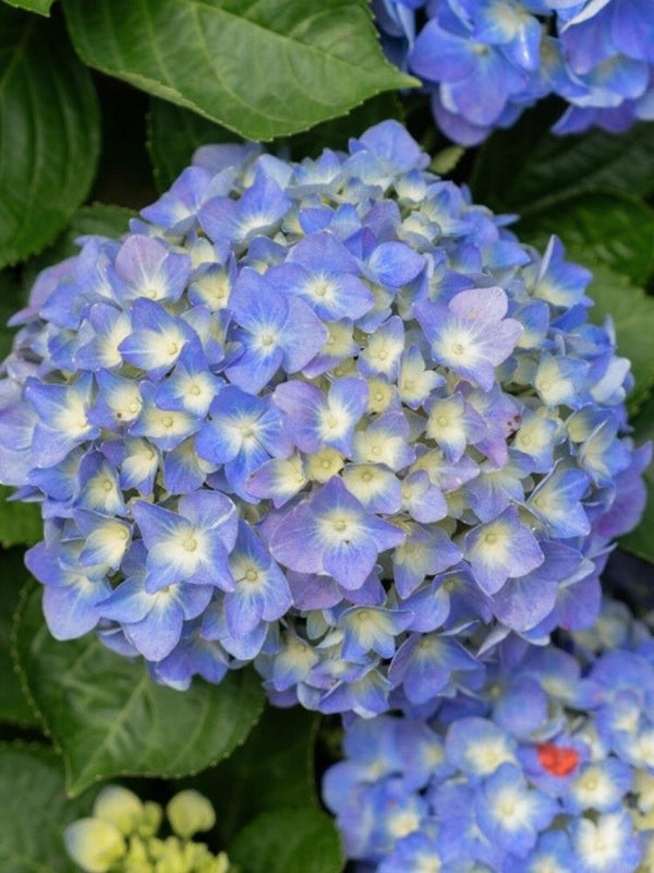 Hydrangea macrophylla 'Early Blue' ®, Ballhortensie 'Early Blue' ® im Onlineshop der Bohlken Baumschulen