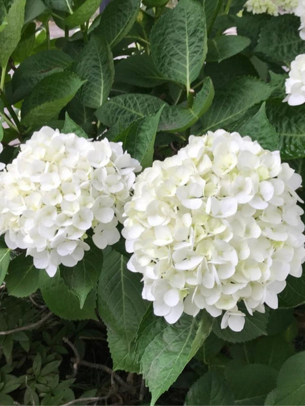 Hydrangea macrophylla 'Hochzeits-Hortensie' ®, Hochzeitshortensie ® im Onlineshop der Bohlken Baumschulen