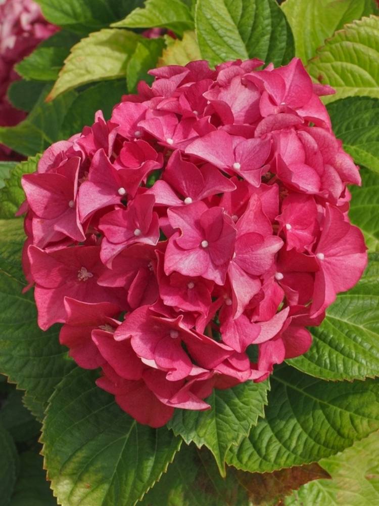 Hydrangea macrophylla 'Hot Red', Ballhortensie 'Hot Red' ® im Onlineshop der Bohlken Baumschulen