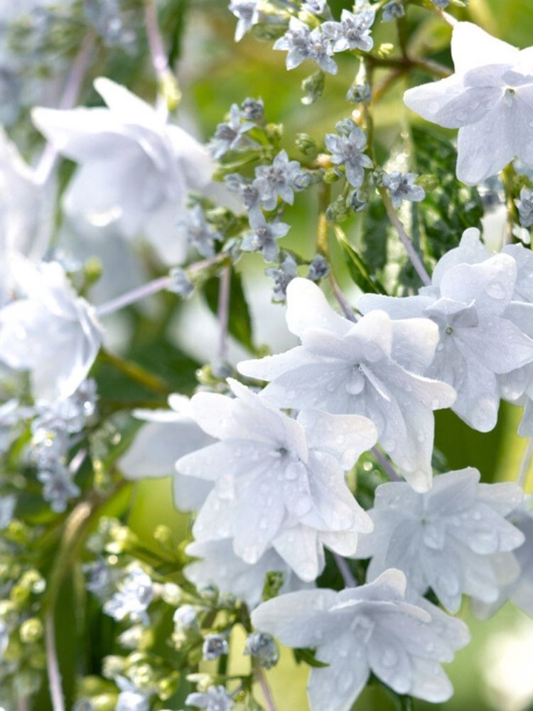 Hydrangea macrophylla 'Hovaria Fireworks White', Tellerhortensie 'Hovaria Fireworks White' ® im Onlineshop der Bohlken Baumschulen