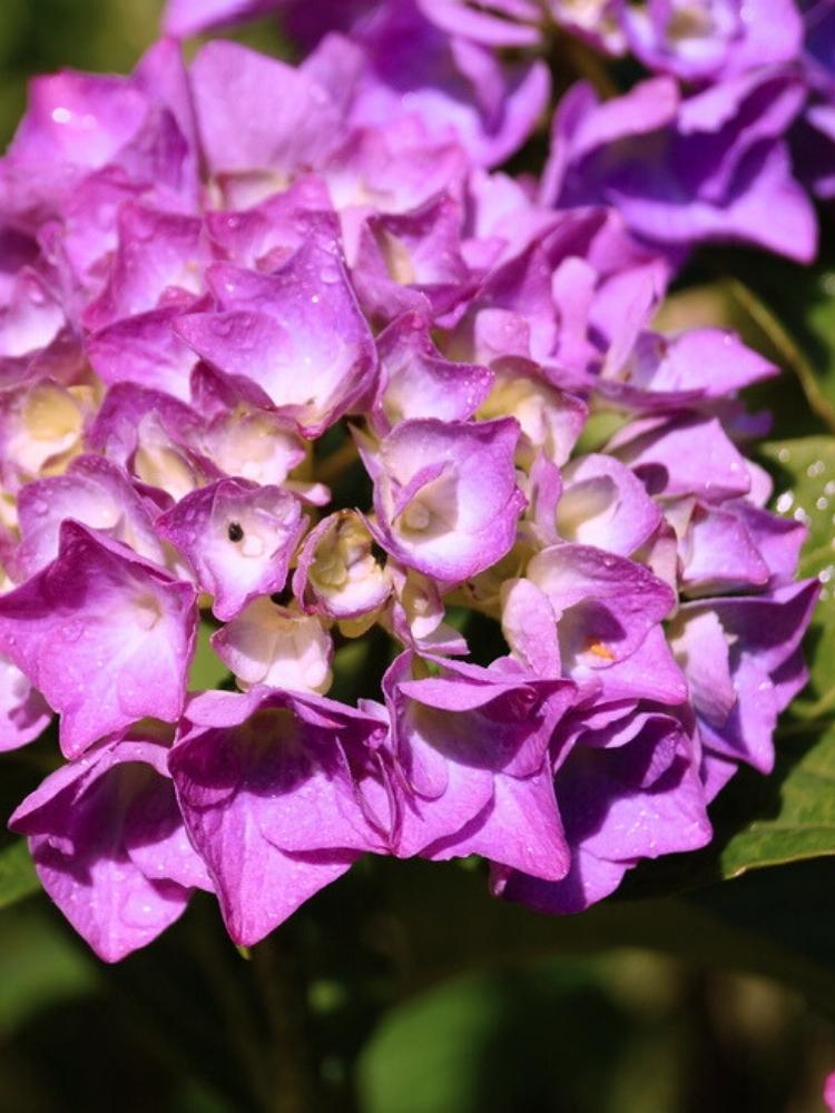 Hydrangea macrophylla 'Hovaria Hobergine' ®, Ballhortensie 'Hovaria Hobergine' ® im Onlineshop der Bohlken Baumschulen