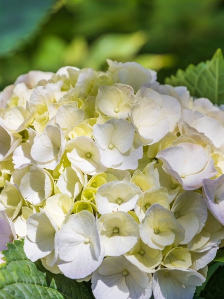 Hydrangea macrophylla 'Hovaria Holibel' ®, Bauernhortensie 'Hovaria Holibel' ® im Onlineshop der Bohlken Baumschulen