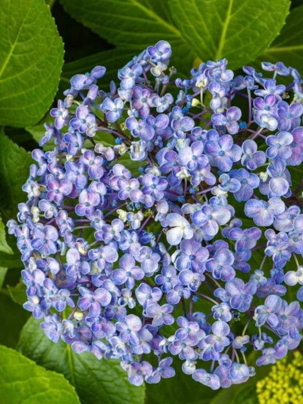 Hydrangea macrophylla 'Hovaria Hopcorn' ®, Bauernhortensie 'Hovaria Hopcorn' ® im Onlineshop der Bohlken Baumschulen