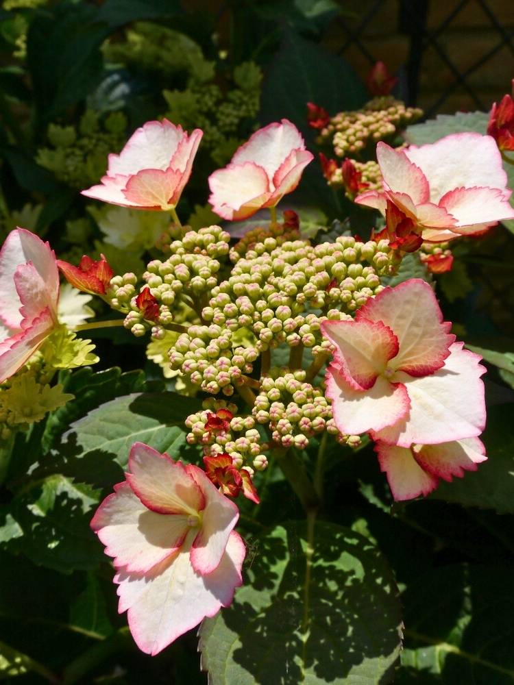 Hydrangea macrophylla 'Hovaria Love You Kiss' ®, Tellerhortensie 'Hovaria Love You Kiss' ® im Onlineshop der Bohlken Baumschulen