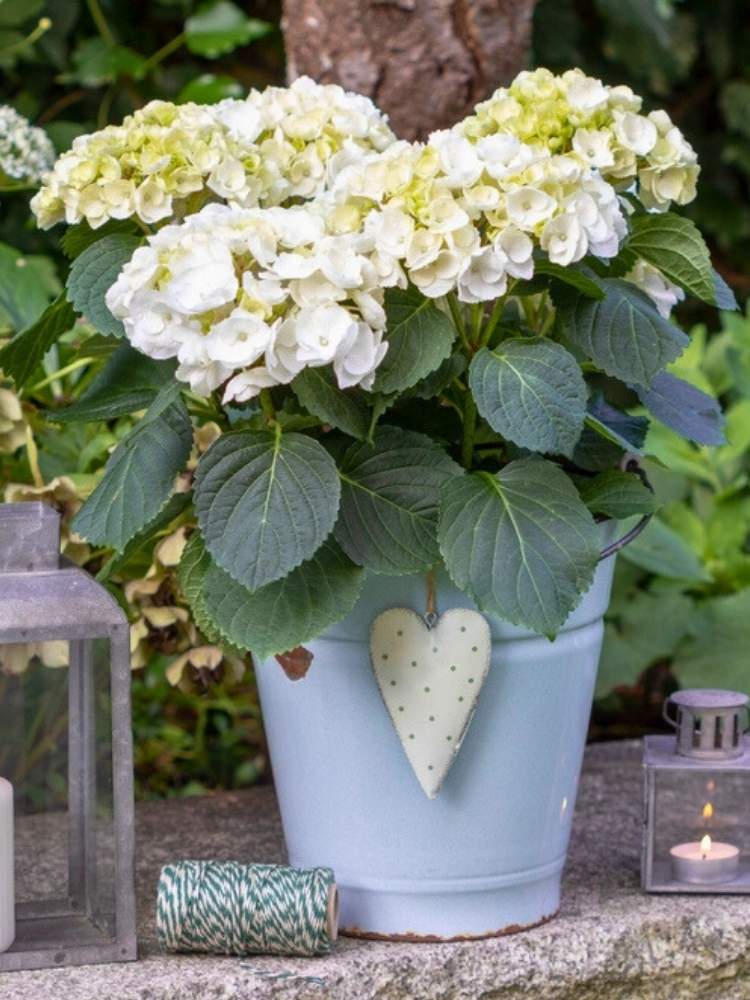 Hydrangea macrophylla 'Ice Girl' ®, Ballhortensie 'Ice Girl' ® im Onlineshop der Bohlken Baumschulen