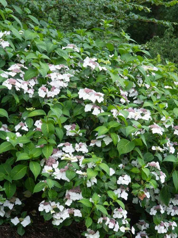 Hydrangea macrophylla 'Lanarth White', Tellerhortensie 'Lanarth White' im Onlineshop der Bohlken Baumschulen