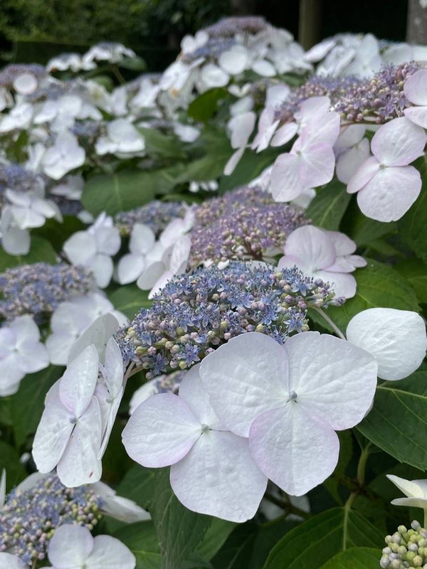 Hydrangea macrophylla 'Lanarth White', Tellerhortensie 'Lanarth White' im Onlineshop der Bohlken Baumschulen