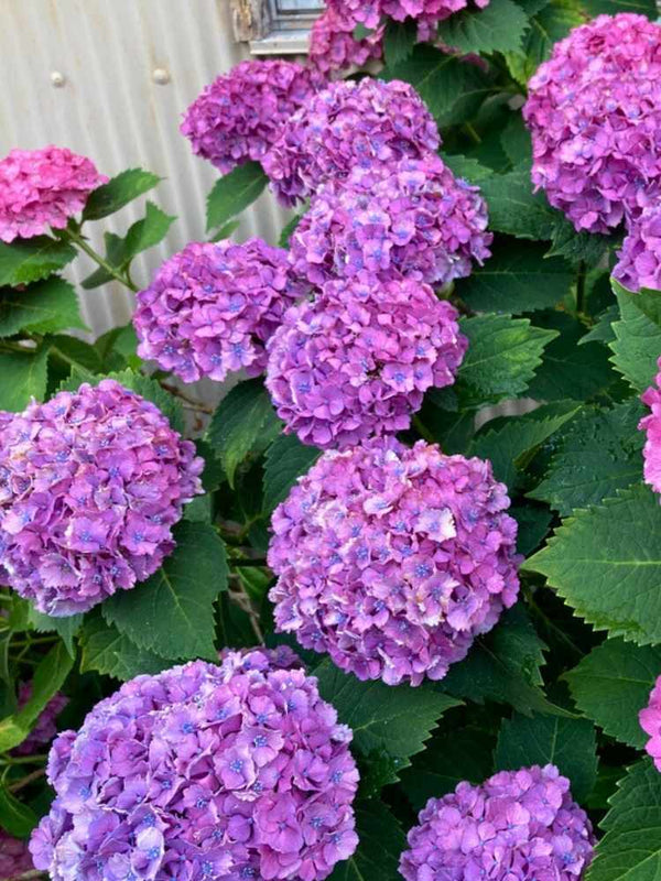 Hydrangea macrophylla 'Lila', Ballhortensie 'Lila' im Onlineshop der Bohlken Baumschulen