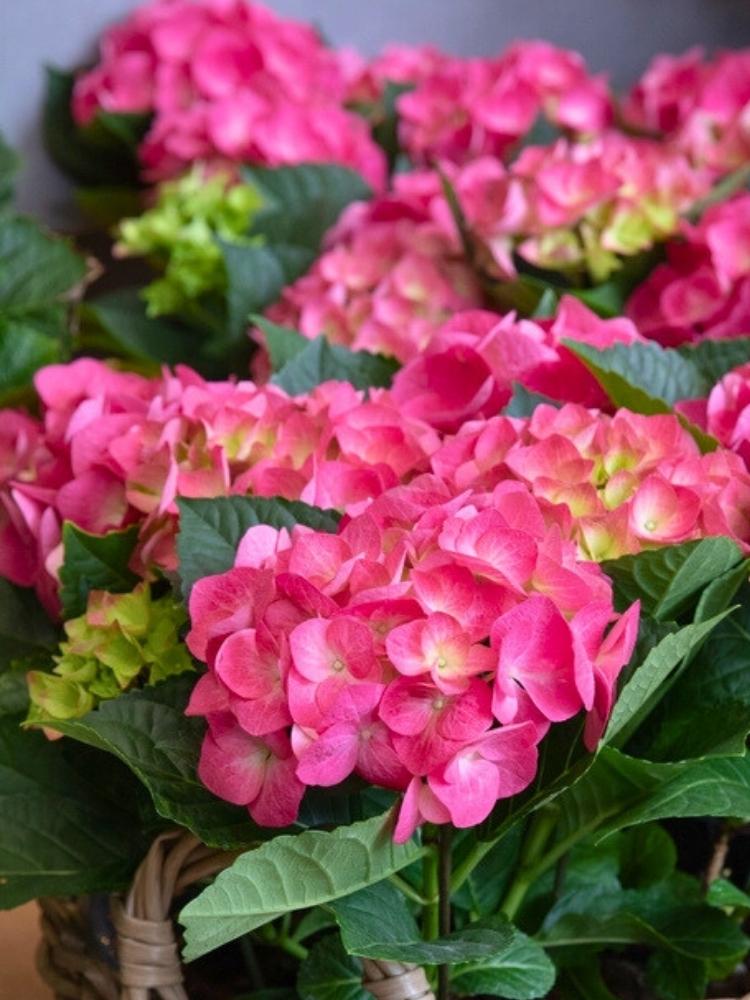 Ballhortensie 'Marine' ® pink, Hydrangea macrophylla 'Marine' ® pink im Onlineshop der Bohlken Baumschulen