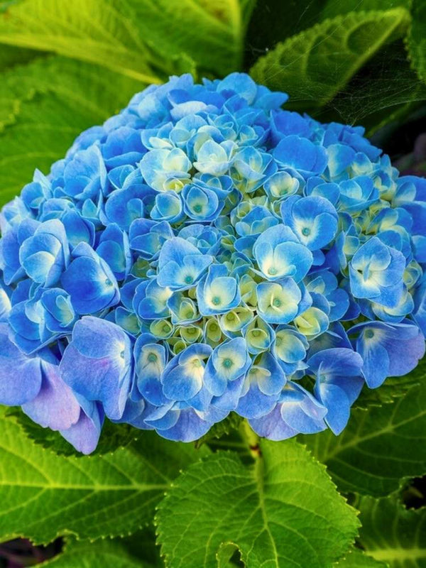 Ballhortensie 'Marine' ® blau, Hydrangea macrophylla 'Marine' ® blau im Onlineshop der Bohlken Baumschulen