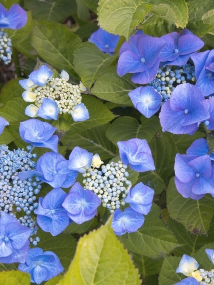 Hydrangea macrophylla 'Nanping' Blue, Tellerhortensie 'Nanping' Blue im Onlineshop der Bohlken Baumschulen