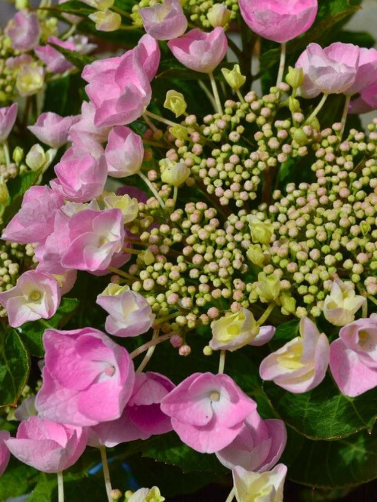 Hydrangea macrophylla 'Nanping' Pink, Tellerhortensie 'Nanping' Pink im Onlineshop der Bohlken Baumschulen