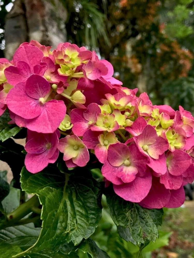 Hydrangea macrophylla 'Red Angel' ®, Ballhortensie 'Red Angel' ® im Onlineshop der Bohlken Baumschulen