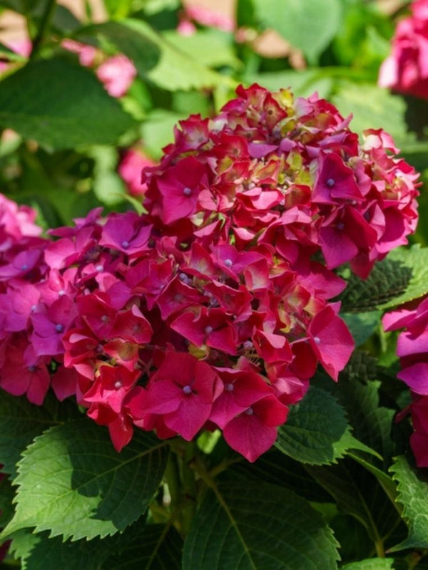 Hydrangea macrophylla 'Red Beauty' ®, Ballhortensie 'Red Beauty' ® im Onlineshop der Bohlken Baumschulen