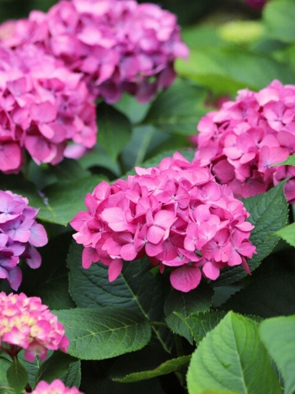 Hydrangea macrophylla 'Rosa', Ballhortensie 'Rosa' im Onlineshop der Bohlken Baumschulen