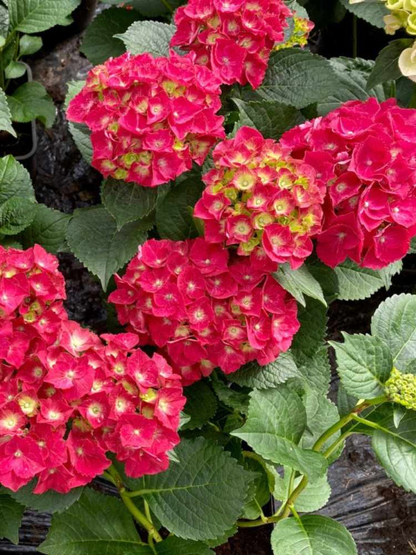 Hydrangea macrophylla 'Royal Red' ®, Bauernhortensie 'Royal Red' ® im Onlineshop der Bohlken Baumschulen