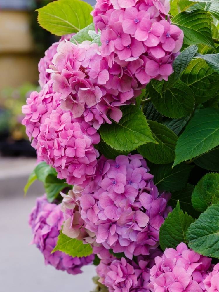 Hydrangea macrophylla 'Schloss Moyland' ®, Bauernhortensie 'Schloss Moyland' ® im Onlineshop der Bohlken Baumschulen