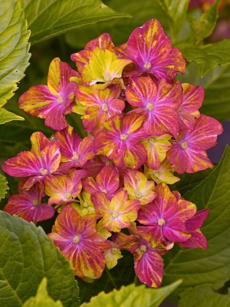 Hydrangea macrophylla 'Schloss Wackerbarth', Bauernhortensie 'Schloss Wackerbarth' ® im Onlineshop der Bohlken Baumschulen