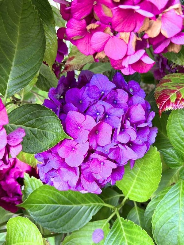 Hydrangea macrophylla 'Schöne Bautznerin' lila, Hydrangea macrophylla 'Schöne Bautznerin' lila im Onlineshop der Bohlken Baumschulen