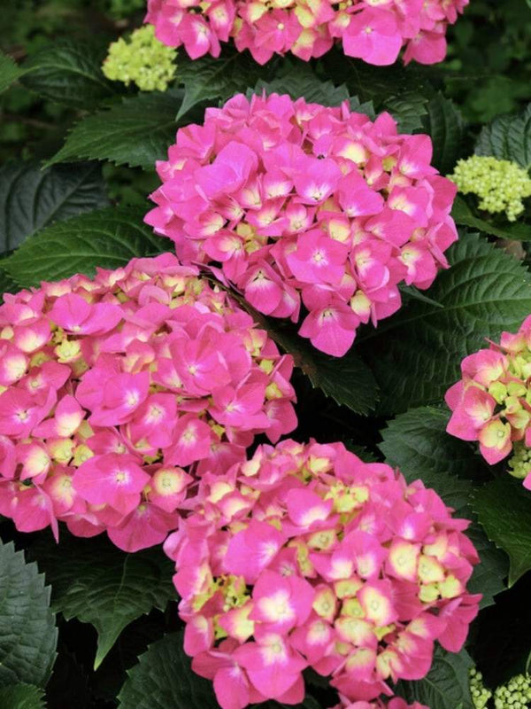 Hydrangea macrophylla 'Schöne Bautznerin' rot, Bauernhortensie 'Schöne Bautznerin' rot im Onlineshop der Bohlken Baumschulen