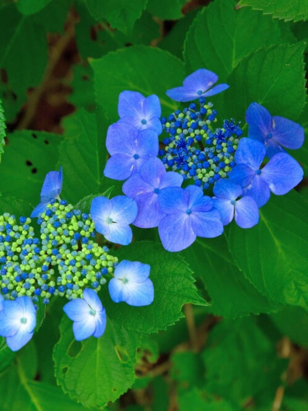 Hydrangea macrophylla 'Teller Blau', Tellerhortensie 'Teller Blau' im Onlineshop der Bohlken Baumschulen