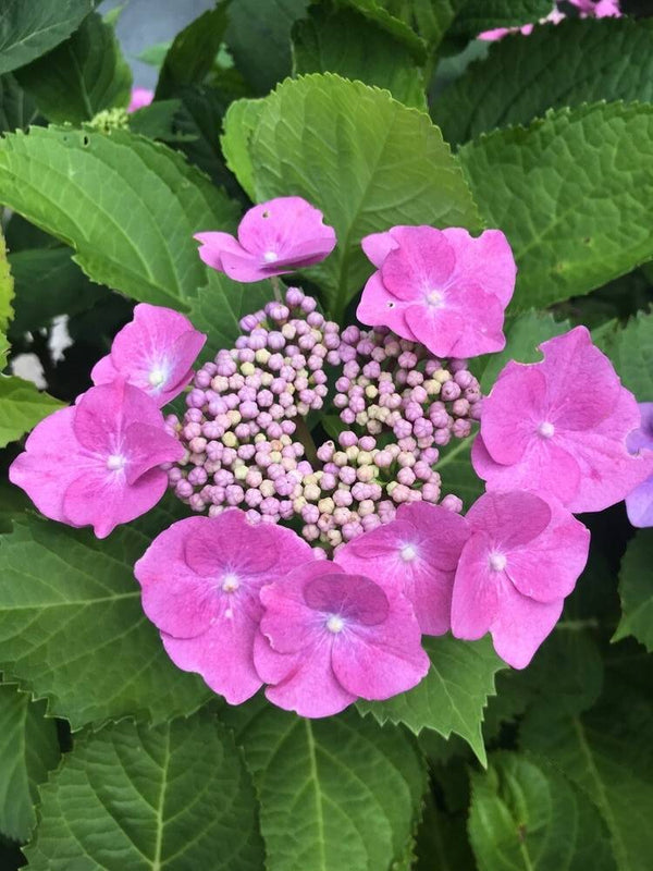 Hydrangea macrophylla 'Teller Rosa', Tellerhortensie 'Teller Rosa' im Onlineshop der Bohlken Baumschulen