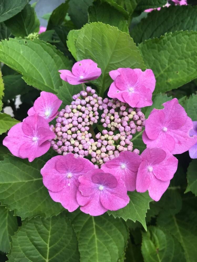 Hydrangea macrophylla 'Teller Rosa', Tellerhortensie 'Teller Rosa' im Onlineshop der Bohlken Baumschulen