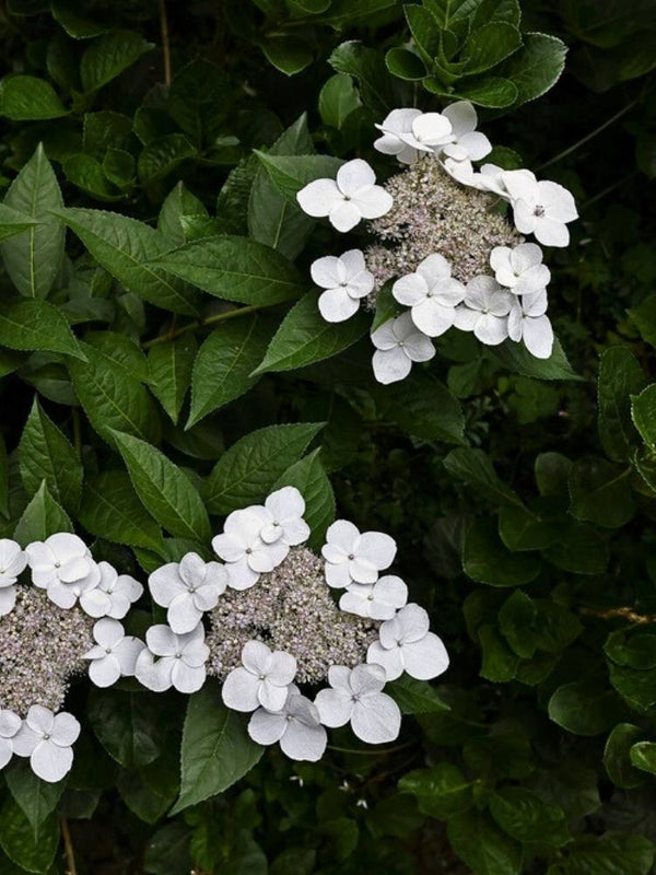 Hydrangea macrophylla 'Teller Weiß', Tellerhortensie 'Teller Weiß' im Onlineshop der Bohlken Baumschulen