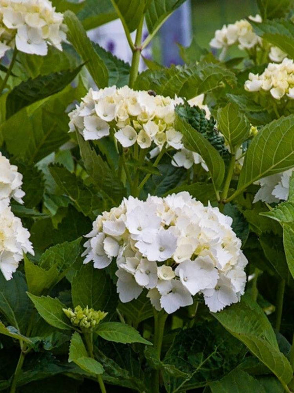 Hydrangea macrophylla 'Weiß', Ballhortensie 'Weiß' im Onlineshop der Bohlken Baumschulen