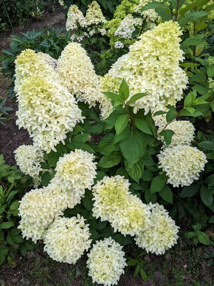 Artikelbild für Rispenhortensie Hydrangea paniculata 'Bobo'® im Onlineshop der Bohlken Baumschulen