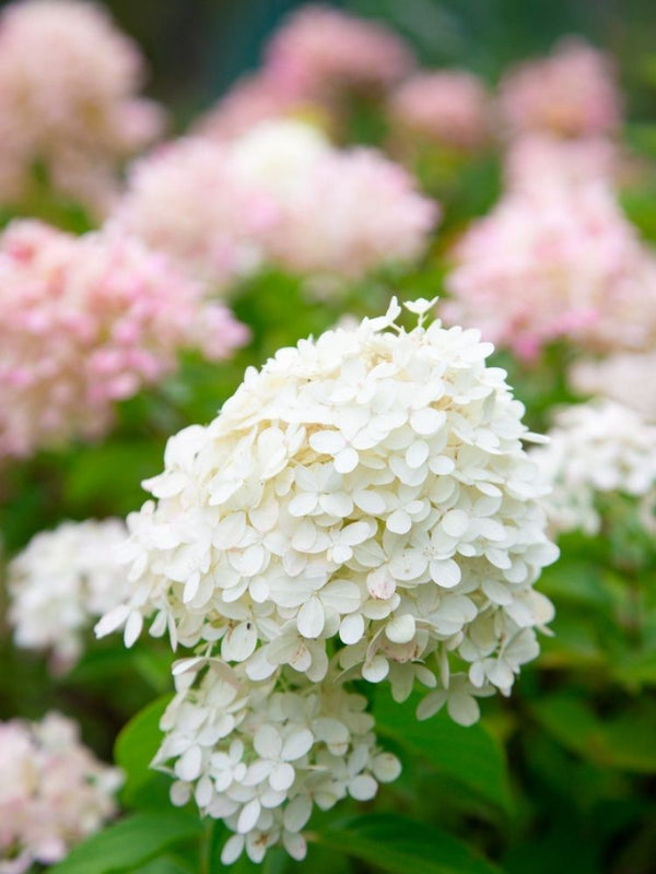 Hydrangea paniculata 'Living Little Blossom' ®, Rispenhortensie 'Living Little Blossom' ® im Onlineshop der Bohlken Baumschulen