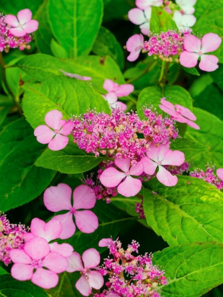 Hydrangea serrata 'Benigaku', Japanische Berg-Hortensie 'Benigaku' im Onlineshop der Bohlken Baumschulen