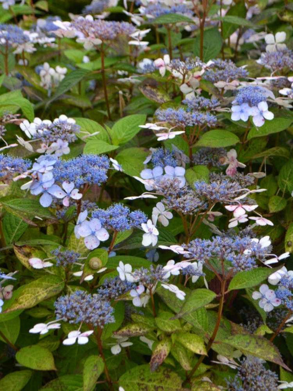 Hydrangea serrata 'Blue Bird', Japanische Berg-Hortensie 'Blue Bird' im Onlineshop der Bohlken Baumschulen