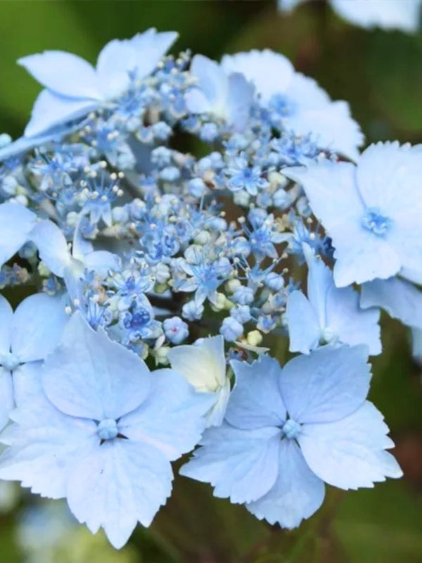 Japanische Berg-Hortensie 'Blue Deckle', Hydrangea serrata 'Blue Deckle' im Onlineshop der Bohlken Baumschulen