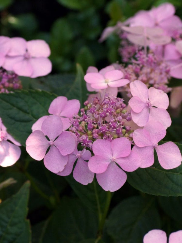 Hydrangea serrata 'Koreana', Kleinwüchsige Tellerhortensie 'Koreana' im Onlineshop der Bohlken Baumschulen