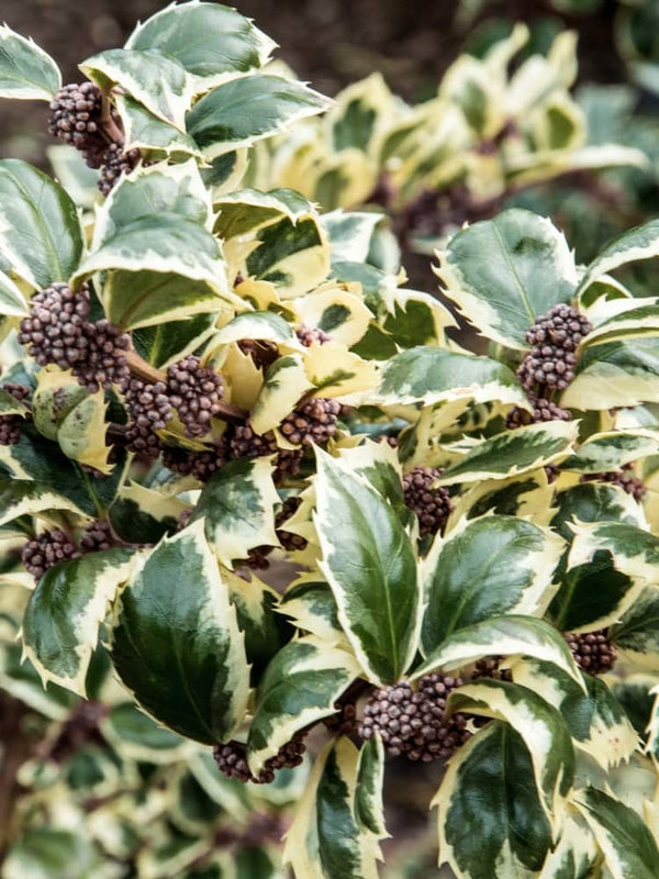 Stechpalme 'Casanova' ®, Ilex meserveae 'Casanova' ® im Onlineshop der Bohlken Baumschulen