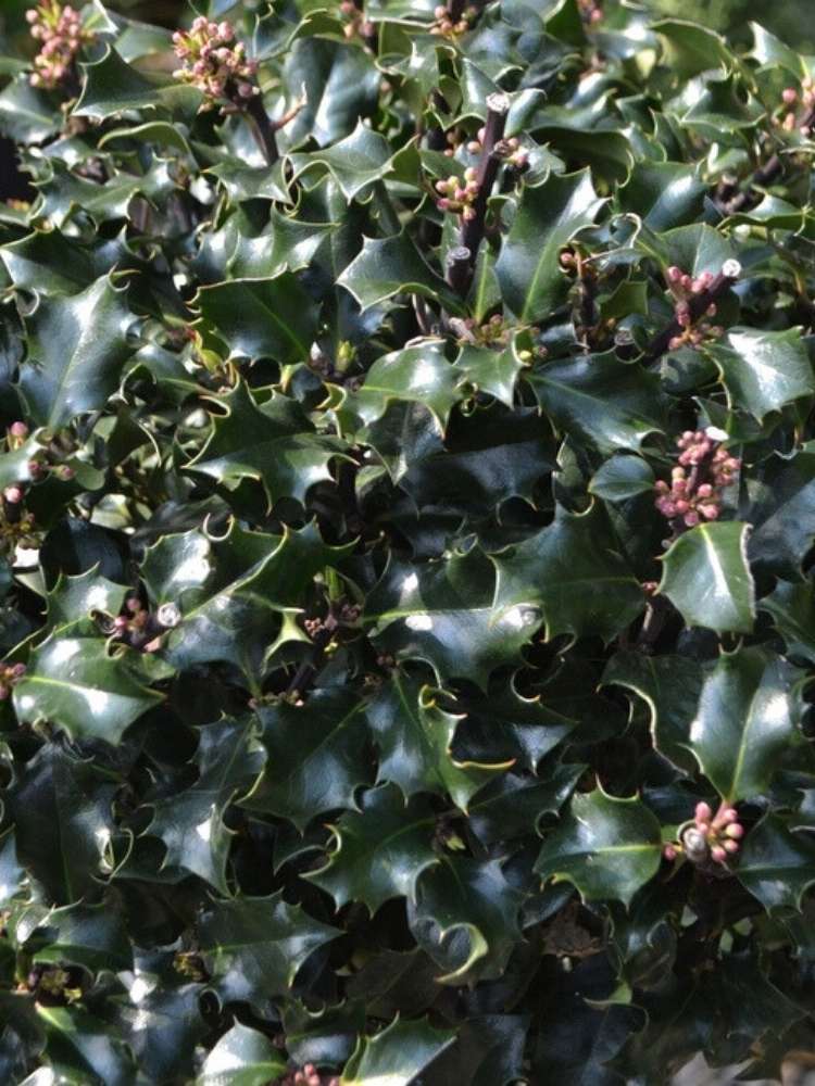 Ilex meserveae 'Blue Angel'®, Stechpalme 'Blue Angel' ® im Onlineshop der Bohlken Baumschulen