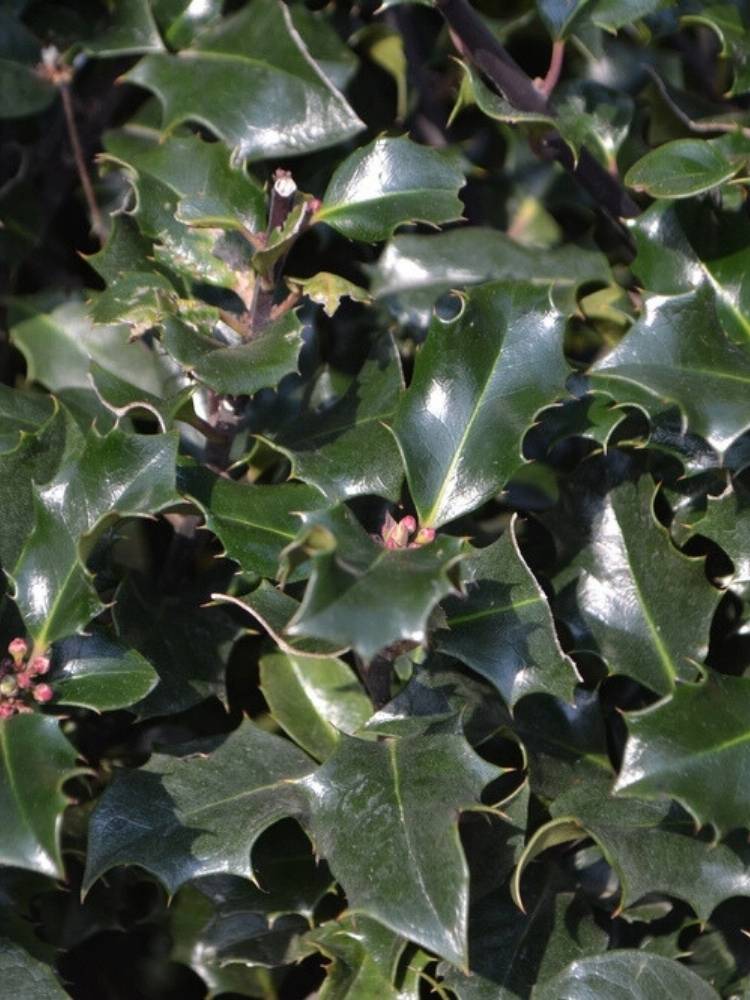 Ilex meserveae 'Blue Prince' ®, Stechpalme 'Blue Prince' ® im Onlineshop der Bohlken Baumschulen