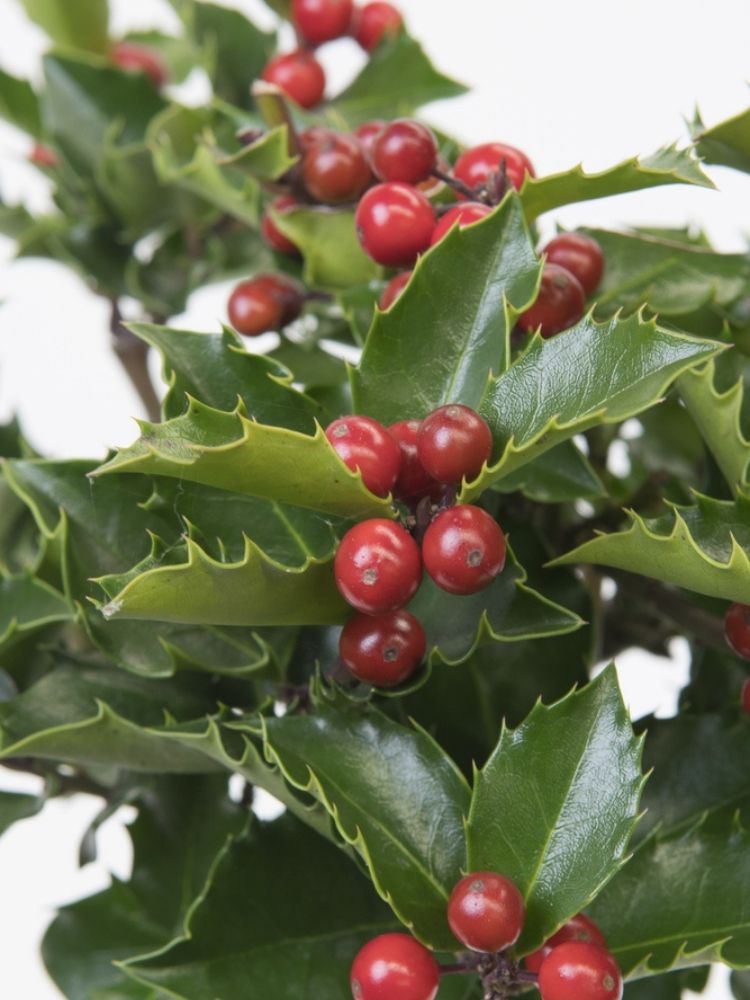 Ilex meserveae 'Blue Princess' ®, Stechpalme 'Blue Princess' ® im Onlineshop der Bohlken Baumschulen