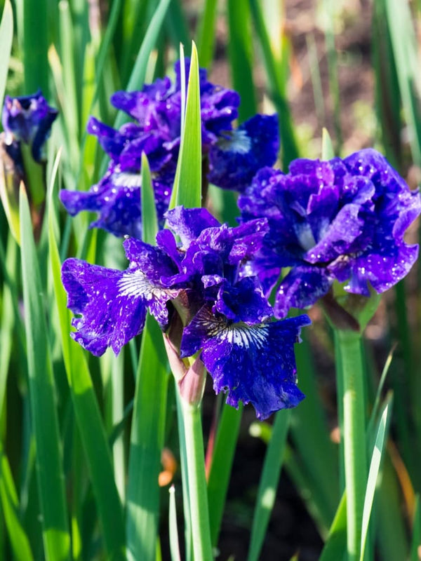 Sibirische Schwertlilie 'Kaboom', Iris sibirica 'Kaboom' im Onlineshop der Bohlken Baumschulen