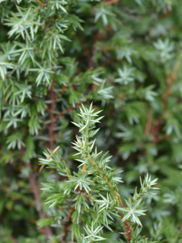 Juniperus communis 'Excelsa', Gesunder Heidewacholder 'Excelsa' im Onlineshop der Bohlken Baumschulen