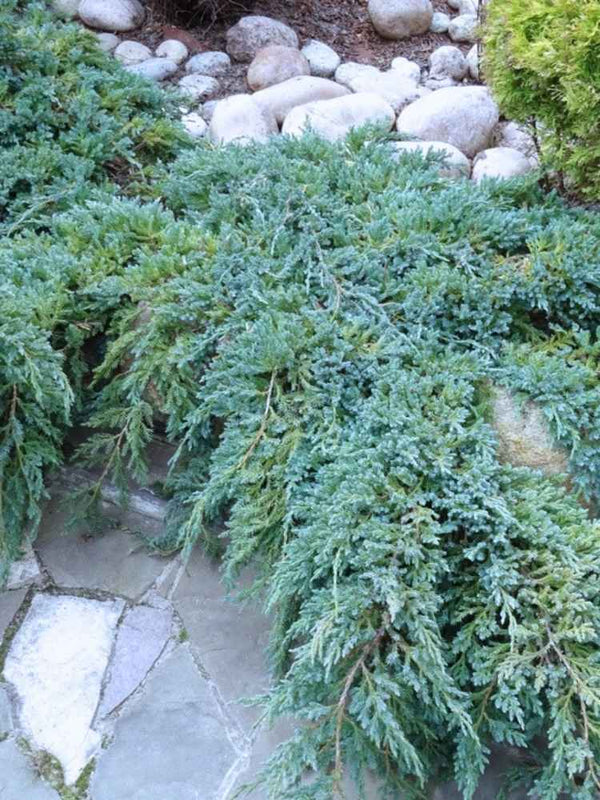 Juniperus squamata 'Blue Carpet', Blauer Kriech-Wacholder 'Blue Carpet' im Onlineshop der Bohlken Baumschulen