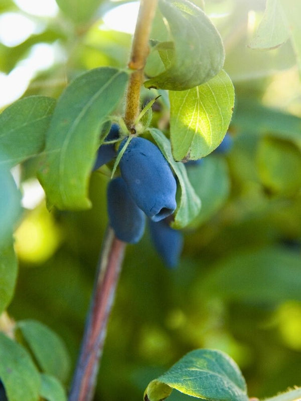 Lonicera kamtschatica 'Blue Velvet', Sibirische Blaubeere, Honigbeere 'Blue Velvet' ® im Onlineshop der Bohlken Baumschulen