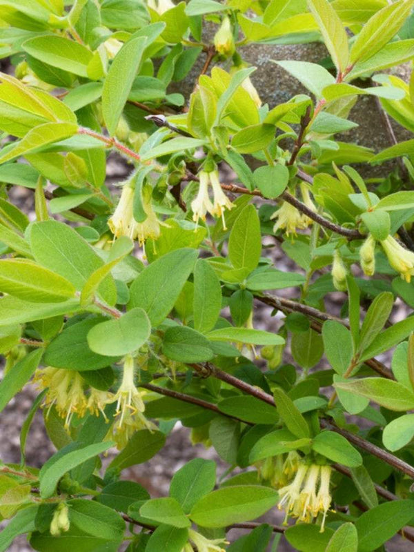 Lonicera kamtschatica 'Blue Velvet', Sibirische Blaubeere, Honigbeere 'Blue Velvet' ® im Onlineshop der Bohlken Baumschulen