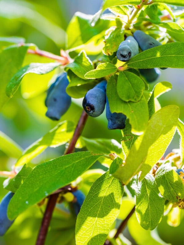 Lonicera kamtschatica 'MyBerry ® Farm', Sibirische Blaubeere, Honigbeere 'MyBerry ® Farm' im Onlineshop der Bohlken Baumschulen