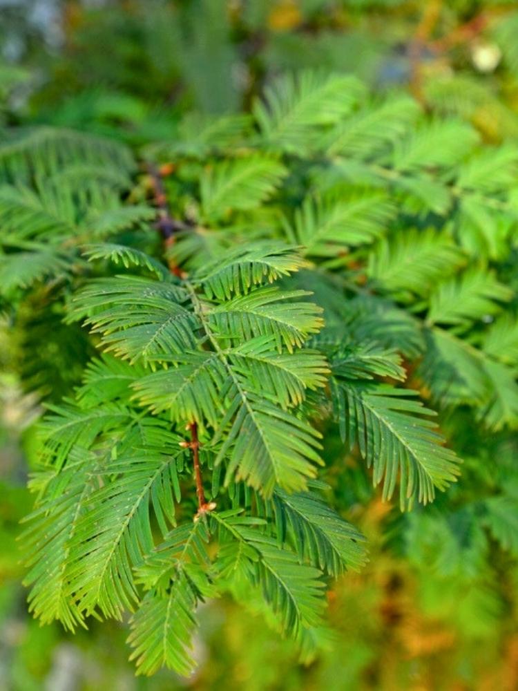 Metasequoia glyptostroboides 'Chubby', Zwerg-Urweltmammutbaum 'Chubby' im Onlineshop der Bohlken Baumschulen