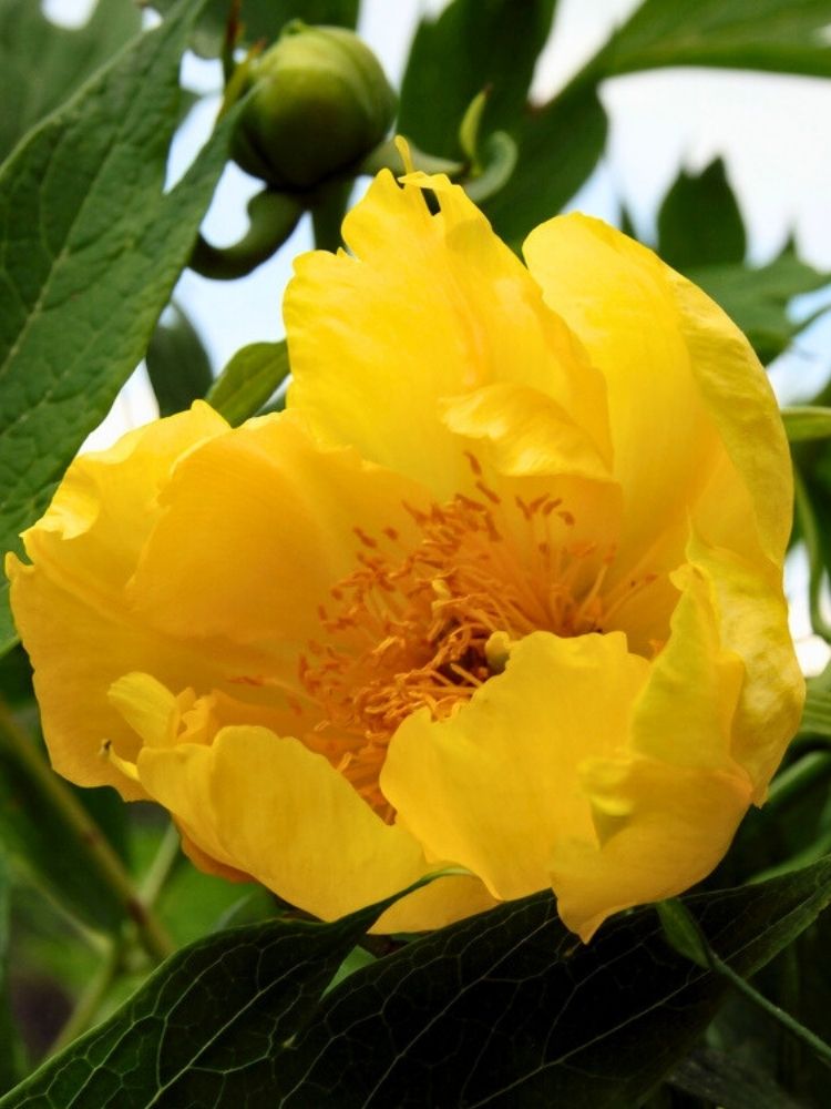 Paeonia lutea, Strauchpfingstrose Lutea-Hybide gelb im Onlineshop der Bohlken Baumschulen