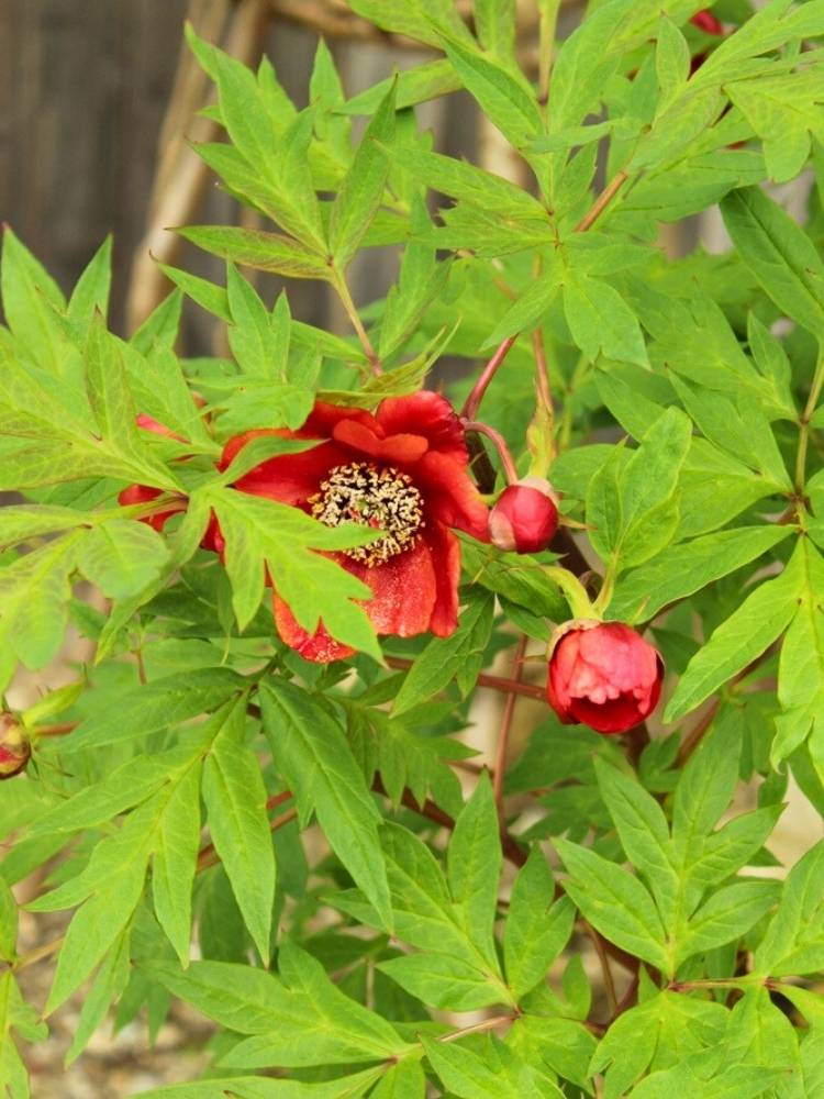 Paeonia delavayi, Delavayi Strauchpfingstrose rot im Onlineshop der Bohlken Baumschulen