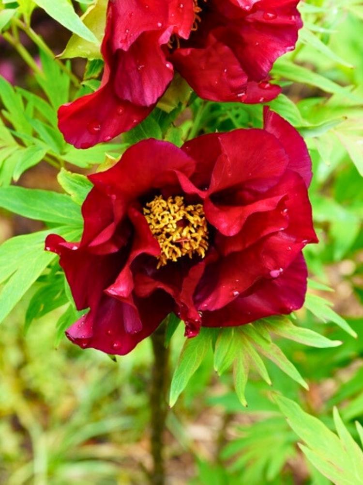 Paeonia delavayi, Delavayi Strauchpfingstrose rot im Onlineshop der Bohlken Baumschulen