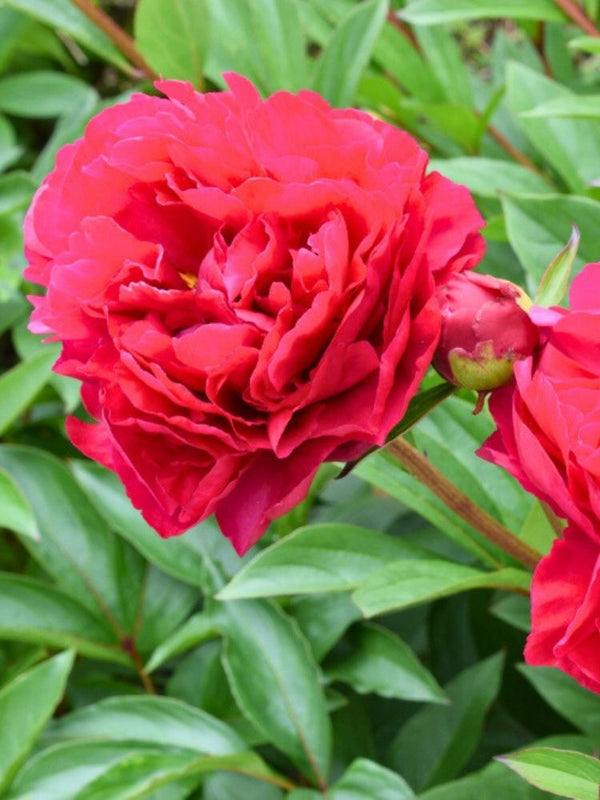 Paeonia lactiflora 'Adolphe Rousseau', Garten-Pfingstrose 'Adolphe Rousseau' im Onlineshop der Bohlken Baumschulen